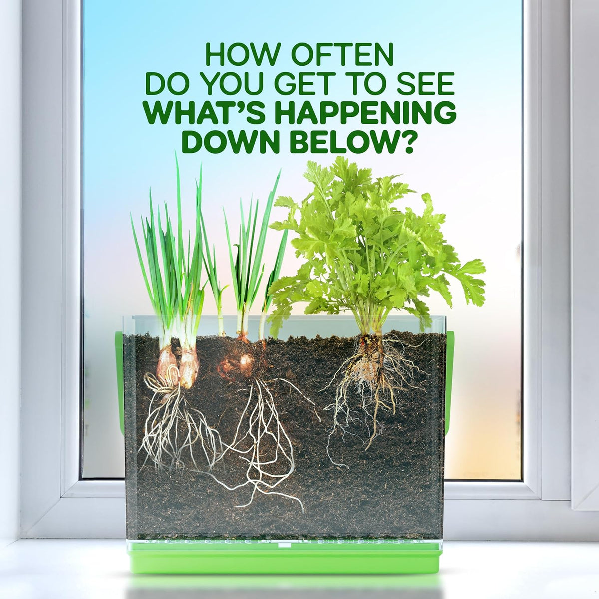 Root Viewer Kit for Kids - Grow Your Own Plant for Boys & Girls Gifts