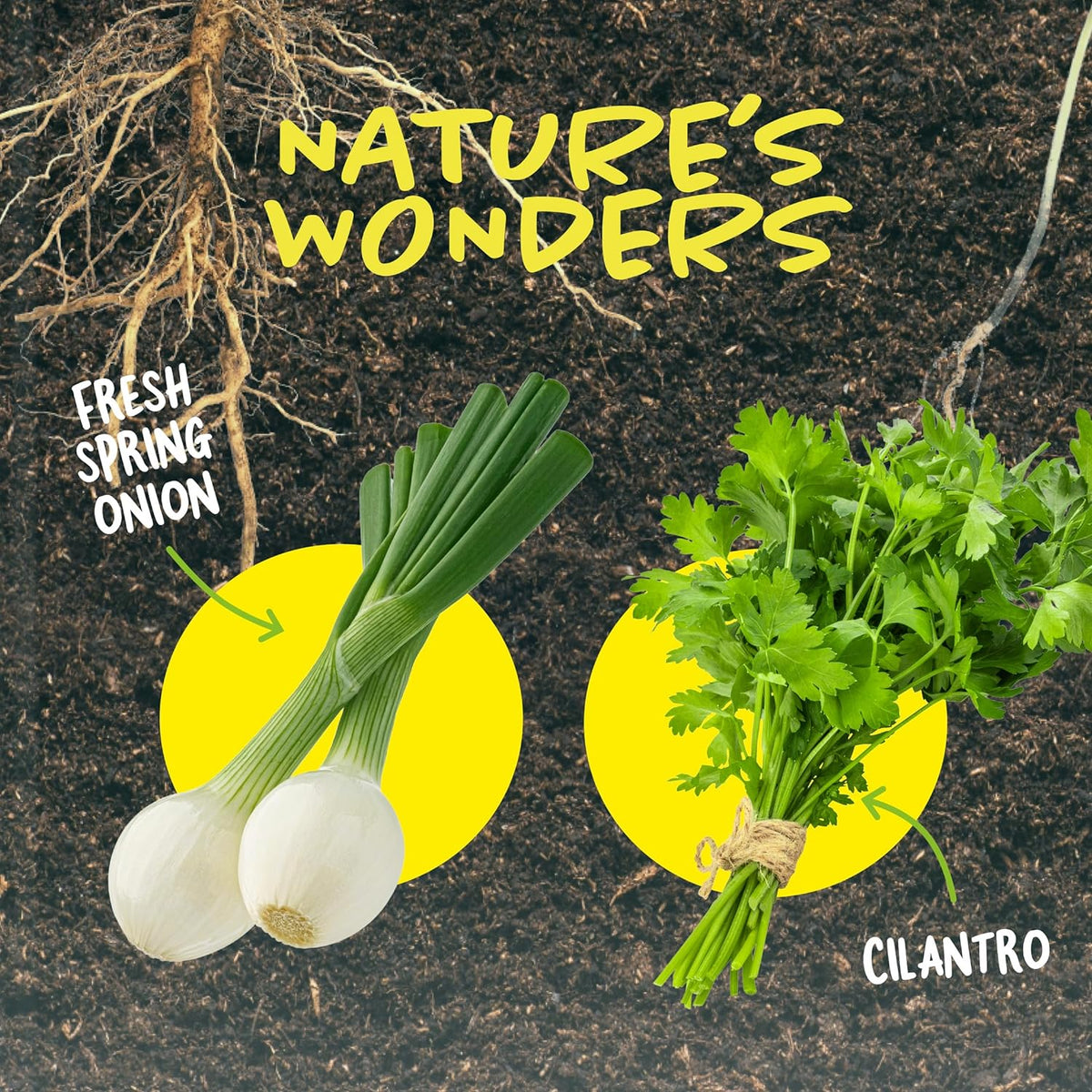 Root Viewer Kit for Kids - Grow Your Own Plant for Boys & Girls Gifts