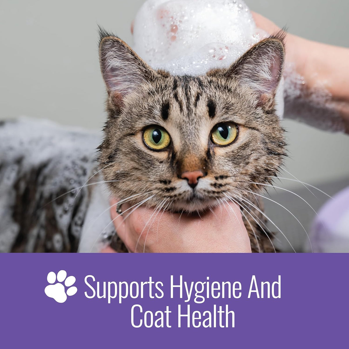 Ketoconazole Pet Shampoo, 16 Oz, Chlorhexidine, Dogs & Cats