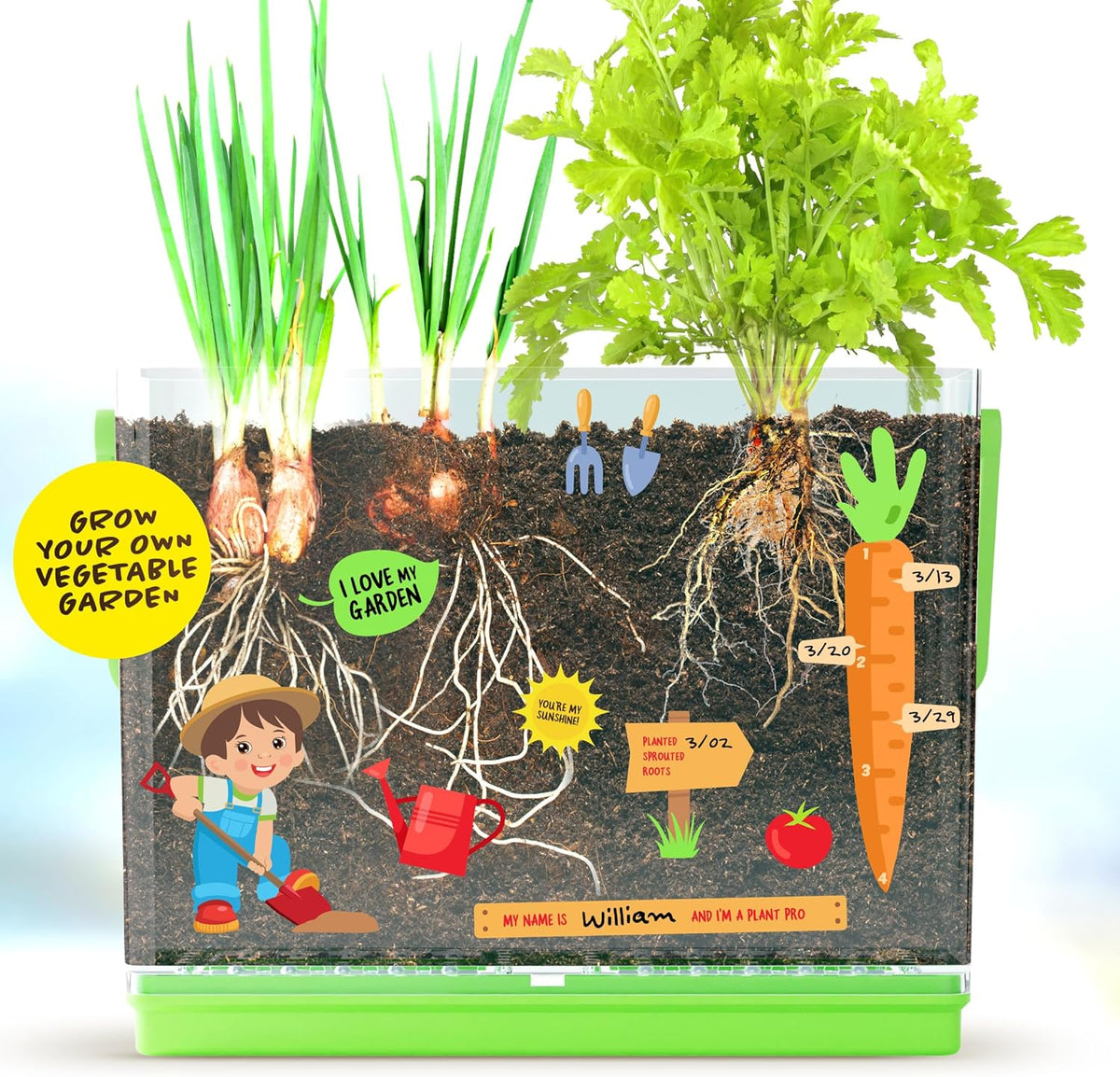Root Viewer Kit for Kids - Grow Your Own Plant for Boys & Girls Gifts