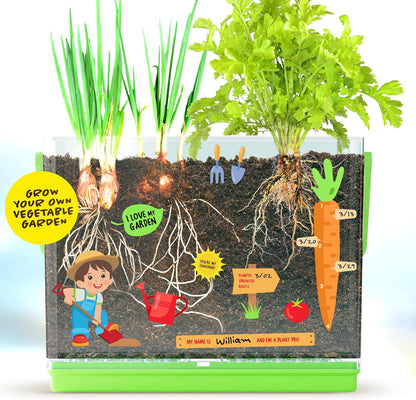 Root Viewer Kit for Kids - Grow Your Own Plant for Boys & Girls Gifts